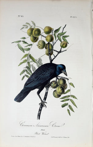 John James Audubon (American, 1785-1851), Pl 225 - Common American Crow