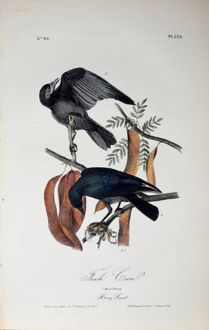 John James Audubon (American, 1785-1851), Pl 226 - Fish Crow