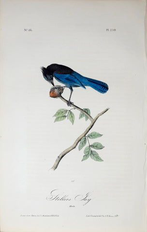 John James Audubon (American, 1785-1851), Pl 230 - Stellers Jay
