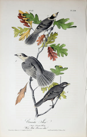 John James Audubon (American, 1785-1851), Pl 234 - Canada Jay