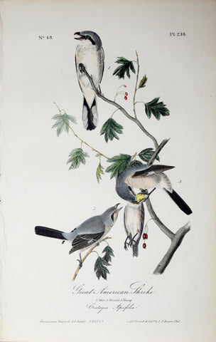 John James Audubon (American, 1785-1851), Pl 236 - Great American Shrike