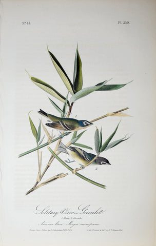 John James Audubon (American, 1785-1851), Pl 239 - Solitary Vireo or Greenlet
