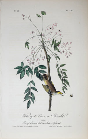 John James Audubon (American, 1785-1851), Pl 240 - White-eyed Vireo or Greenlet