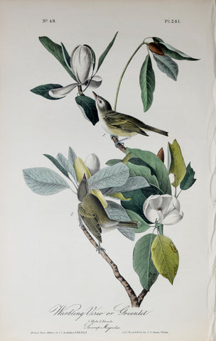 John James Audubon (American, 1785-1851), Pl 241 - Warbling Vireo or Greenlet