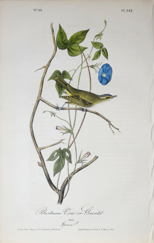 John James Audubon (American, 1785-1851), Pl 242 - Bartrams Vireo or Greenlet