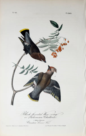John James Audubon (American, 1785-1851), Pl 245 - Black-throated Wax-wing or Bohemian Chatterer