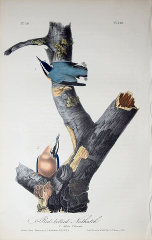 John James Audubon (American, 1785-1851), Pl 248 - Red-bellied Nuthatch