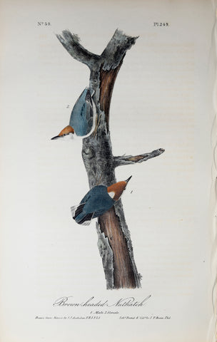 John James Audubon (American, 1785-1851), Pl 249 - Brown-headed Nuthatch