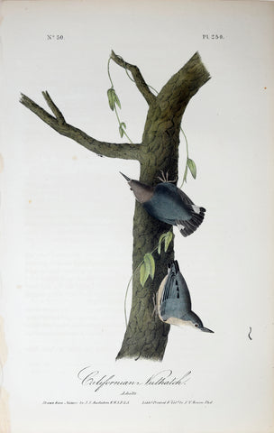 John James Audubon (American, 1785-1851), Pl 250 - California Nuthatch