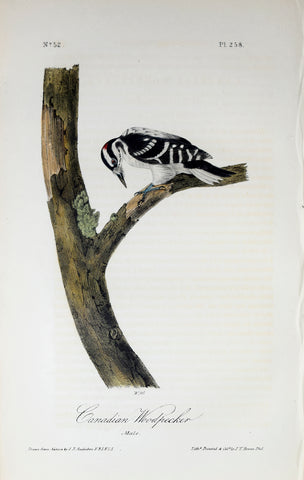 John James Audubon (American, 1785-1851), Pl 258 - Canadian Woodpecker