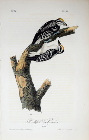 John James Audubon (American, 1785-1851), Pl 259 - Phillip's Woodpecker