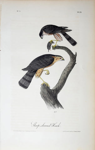 John James Audubon (American, 1785-1851), Pl 25 - Sharp-skinned Hawk