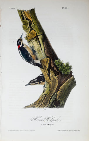John James Audubon (American, 1785-1851), Pl 261 - Harris's Woodpecker