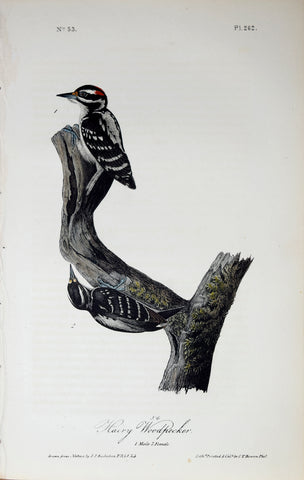 John James Audubon (American, 1785-1851), Pl 262 - Hairy Woodpecker