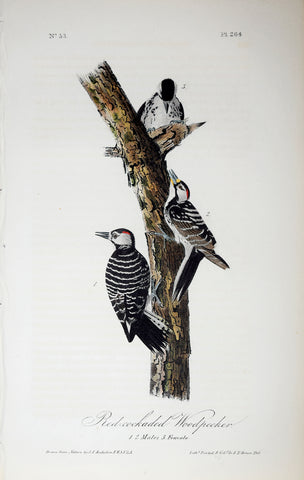 John James Audubon (American, 1785-1851), Pl 264 - Red-cockaded Woodpecker