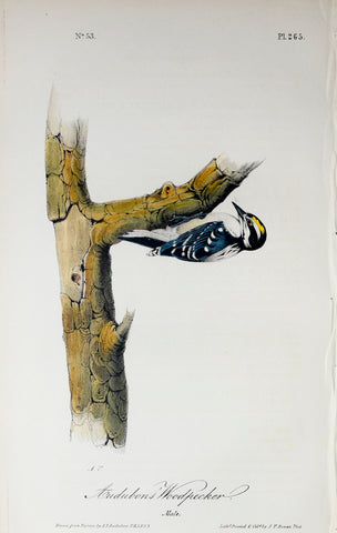John James Audubon (American, 1785-1851), Pl 265 - Audubon's Woodpecker