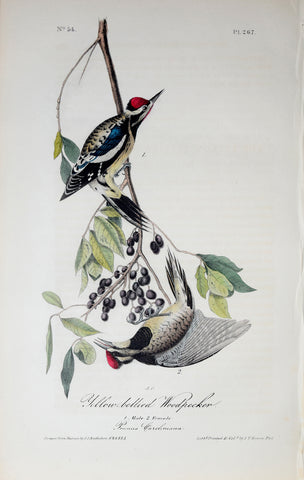 John James Audubon (American, 1785-1851), Pl 267 - Yellow-bellied Woodpecker