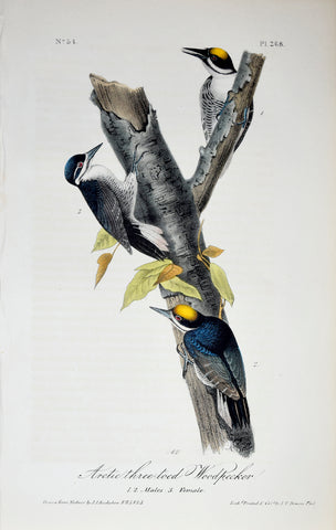John James Audubon (American, 1785-1851), Pl 268 - Arctic three-toed Woodpecker