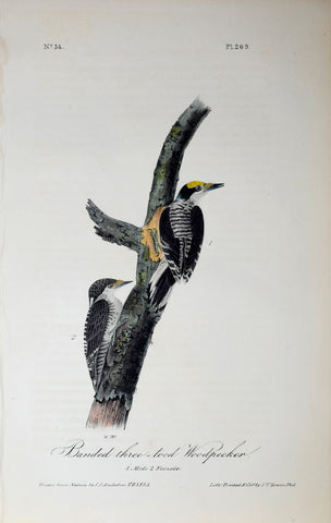 John James Audubon (American, 1785-1851), Pl 269 - Banded three-toed Woodpecker