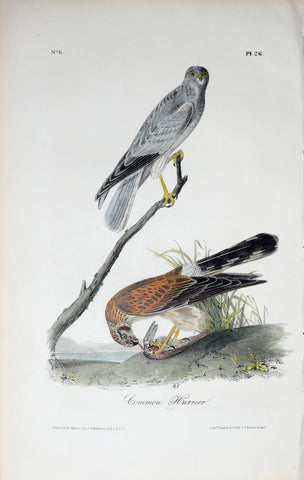 John James Audubon (American, 1785-1851), Pl 26 - Common Harrier