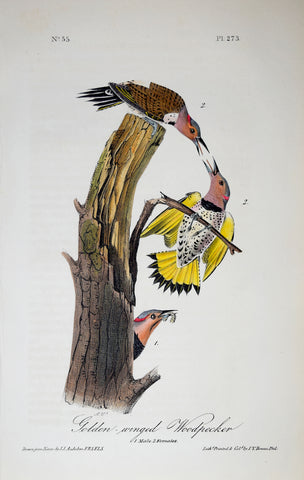 John James Audubon (American, 1785-1851), Pl 273 - Golden-winged Woodpecker
