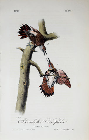 John James Audubon (American, 1785-1851), Pl 274 - Red-shafted Woodpecker