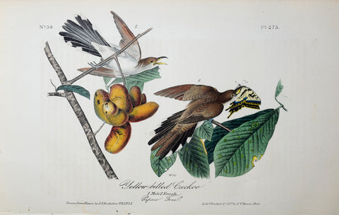 John James Audubon (American, 1785-1851), Pl 275 - Yellow-billed Cuckoo