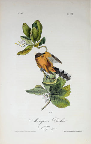John James Audubon (American, 1785-1851), Pl 277 - Mangrove Cuckoo