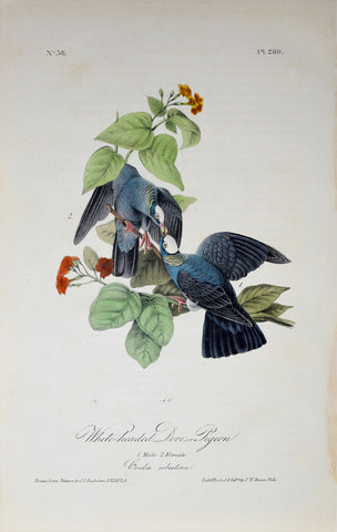 John James Audubon (American, 1785-1851), Pl 280 - White-headed Dove or Pigeon