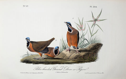 John James Audubon (American, 1785-1851), Pl 284 - Blue-headed Ground Dove or Pigeon