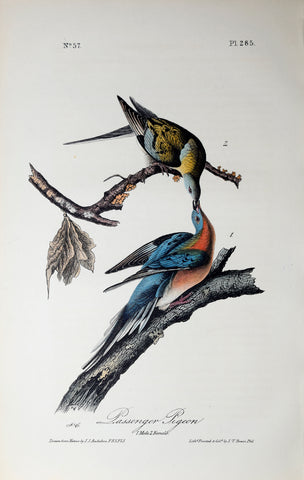 John James Audubon (American, 1785-1851), Pl 285 - Passenger Pigeon