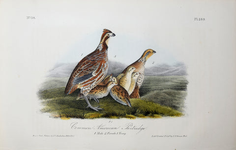 John James Audubon (American, 1785-1851), Pl 289 - Common American Partridge
