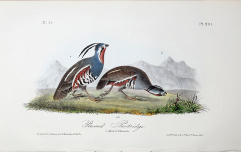 John James Audubon (American, 1785-1851), Pl 291 - Plumed Partridge