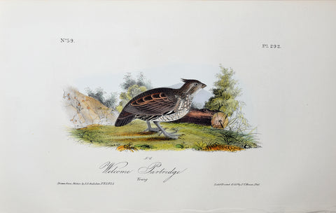 John James Audubon (American, 1785-1851), Pl 292 - Welcome Partridge