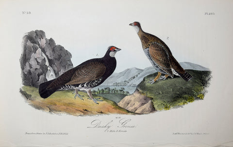 John James Audubon (American, 1785-1851), Pl 295 - Dusky Grouse