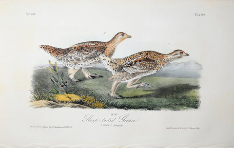 John James Audubon (American, 1785-1851), Pl 298 - Sharp-tailed Grouse