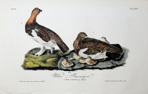 John James Audubon (American, 1785-1851), Pl 299 - Willow-Ptarmigan