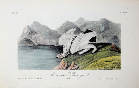 John James Audubon (American, 1785-1851), Pl 300 - American Ptarmigan