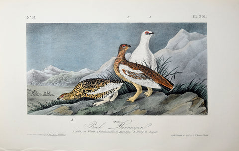 John James Audubon (American, 1785-1851), Pl 301 - Rock Ptarmigan