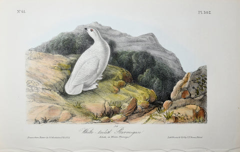 John James Audubon (American, 1785-1851), Pl 302 - White-tailed Ptarmigan
