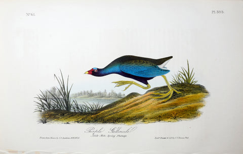 John James Audubon (American, 1785-1851), Pl 303 - Purple Gallinule