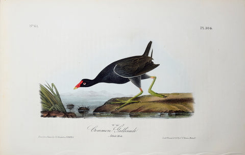 John James Audubon (American, 1785-1851), Pl 304 - Common Gallinule