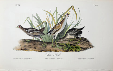 John James Audubon (American, 1785-1851), Pl 306 - Sora Rail