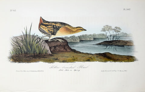 John James Audubon (American, 1785-1851), Pl 307 - Yellow-breasted Rail