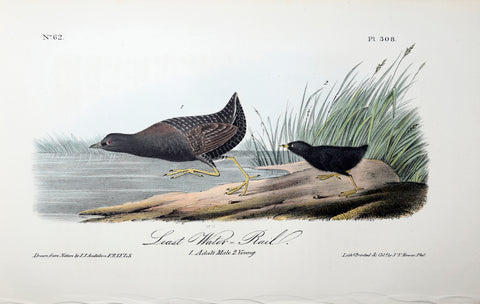 John James Audubon (American, 1785-1851), Pl 308 - Least Water-Rail