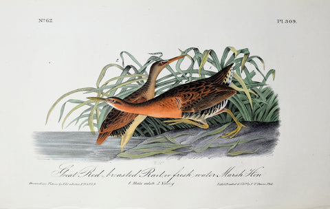 John James Audubon (American, 1785-1851), Pl 309 - Great Red-breasted Rail or fresh water Marsh Hen