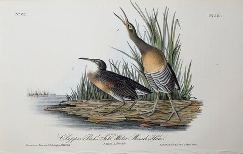 John James Audubon (American, 1785-1851), Pl 310 - Clapper Rail or Salt Water Marsh Hen