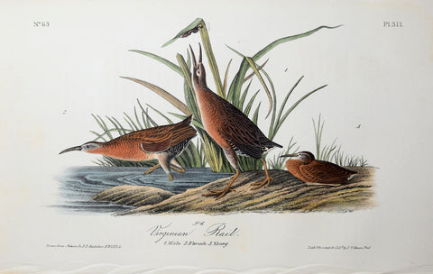 John James Audubon (American, 1785-1851), Pl 311 - Virginian Rail