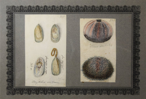 Richard Polydore Nodder (1793-1820), Plate 315 and Plate 223