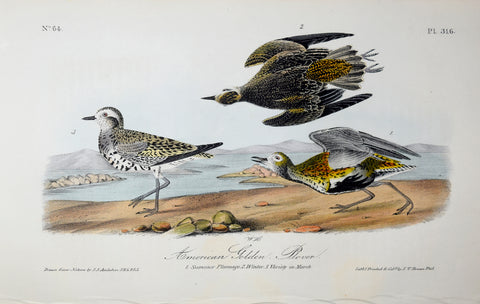 John James Audubon (American, 1785-1851), Pl 316 - American Golden Plover
